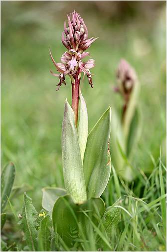 Himantoglossum robertianum