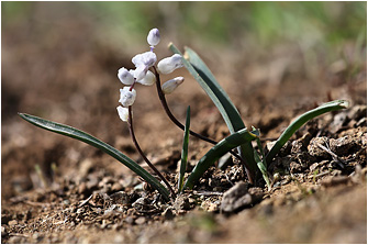 Hyacinthella millingenii