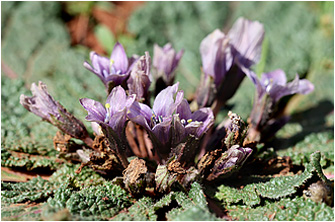 Mandragora officinarum