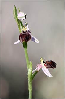 Ophrys elegans