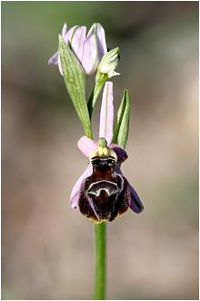 Ophrys elegans