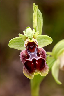 Ophrys flavomarginata