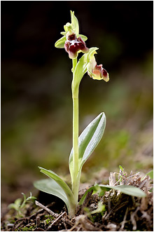Ophrys flavomarginata