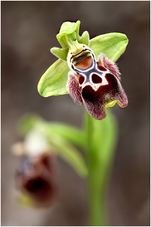 Ophrys flavomarginata