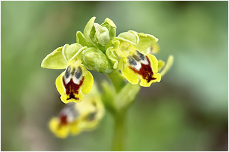 Ophrys galilaea