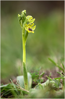 Ophrys galilaea