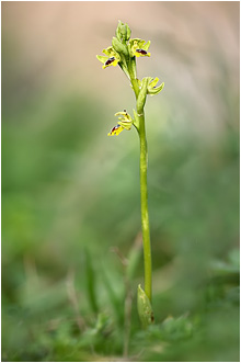 Ophrys galilaea