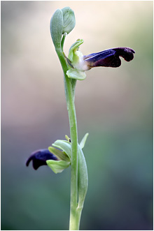 Ophrys iricolor