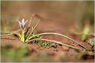 Romulea columnae