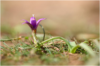 Romulea tempskyana
