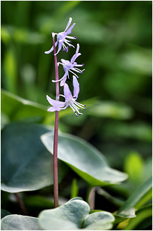 Scilla morrisii